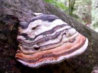 Fomitopsis pinicola, a beautifil example of Red-belted Polypore