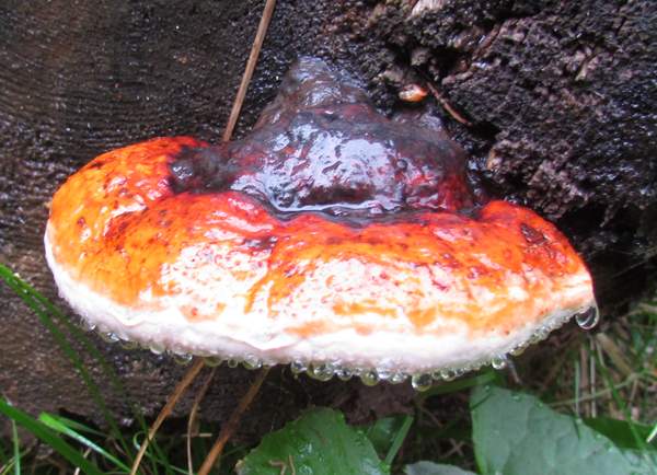 Fomitopsis pinicola - Red-belted Bracket showing droplets exuded from the pores