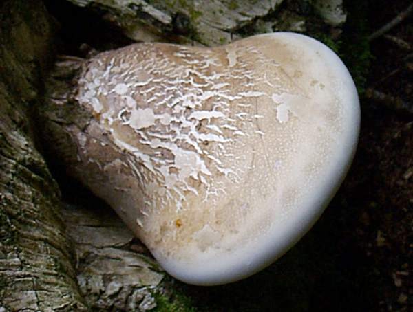 Piptoporus betulinus - Birch Polypore or Razor Strop Fungus