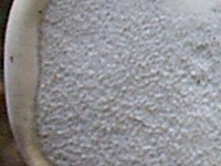 Razor Strop fungus - fertile pore surface