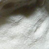 Pore surface of Postia stiptica