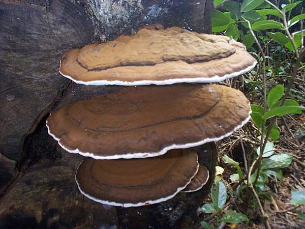 Ganoderma applanatum - Artist's Fungus