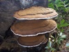 Ganoderma applanatum, Artist's Fungus