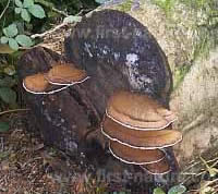 Ganoderma applanatun, upper surfaces of brackets on a felled Beech trunk