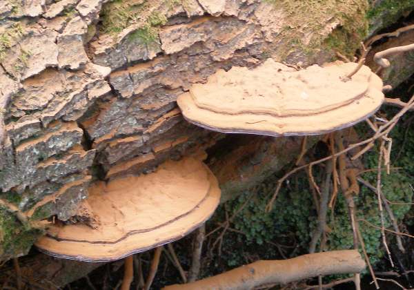 Ganoderma applanatum - Artist's Fungus on a felled trunk