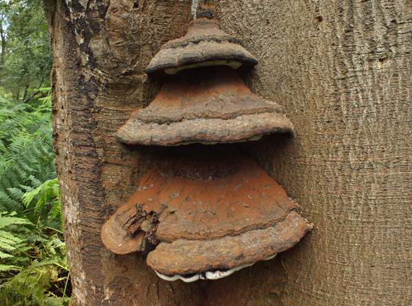 Ganoderma australe (Ganoderma adspersum) Southern Bracket, in tiers near the base of a tree