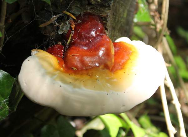 Ganoderma carnosum, young fruitbody
