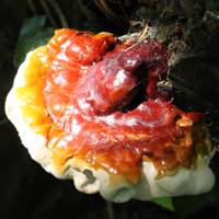 Ganoderma carnosum fruitbody
