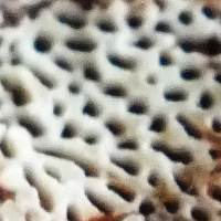 Ganoderma carnosum pore surface