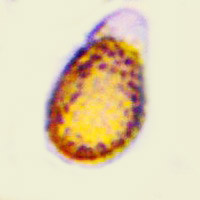 Spore of Ganoderma pfeifferi