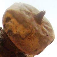 Geastrum coronatum, spore sac