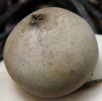 Spore sac of Geastrum fimbriatum