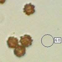 Spores of Geastrum striatum