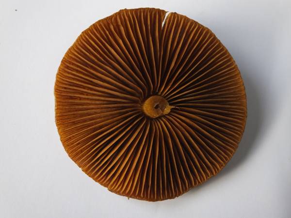 Mushroom cap, view of gills