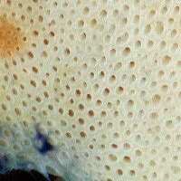 Pores of Gyroporus cyanescens, Cornflower Bolete