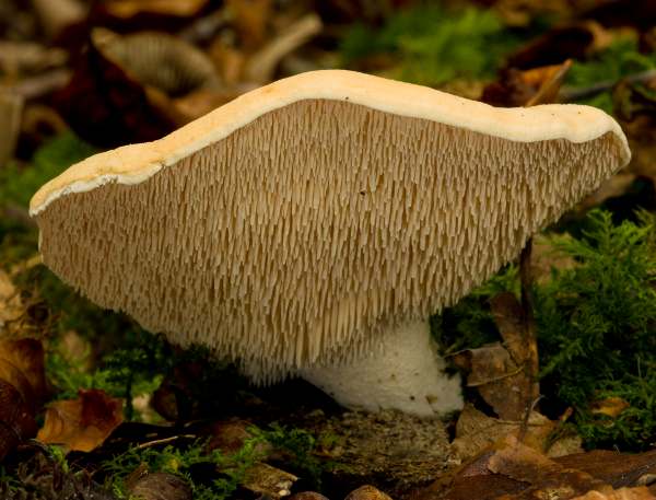 Hydnum repandum - Wood Hedgehog, southern England