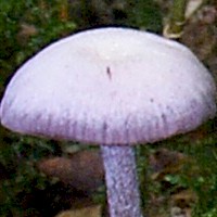 Pale dry cap of an Amethyst Deceiver