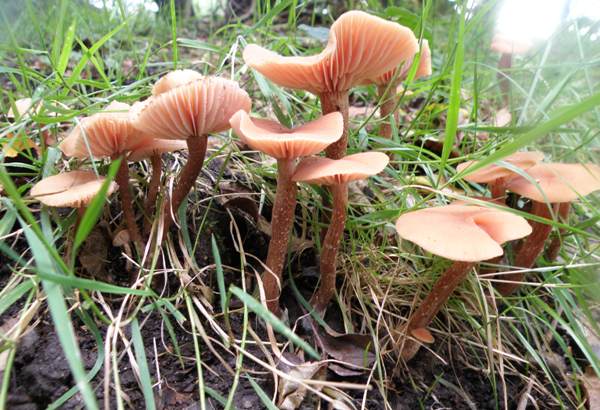 Laccaria laccata - Deceivers on a grassy woodland bank