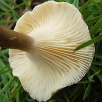 Gills of Ampulloclitocybe cavipes