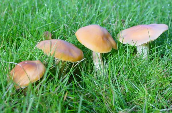 Hygrocybe pratensis - Meadow Waxcap
