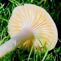 Gills and stem of Hygrocybe pratensis - Meadow Waxcap