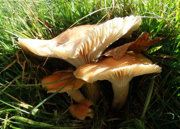 Hygrocybe pratensis at the National Botanic Garden of Wales