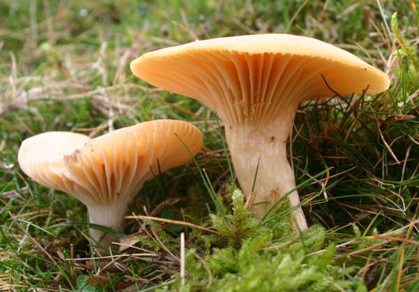 Hygrocybe pratensis with expanded caps that are firm and colourful rather than flabby and faded