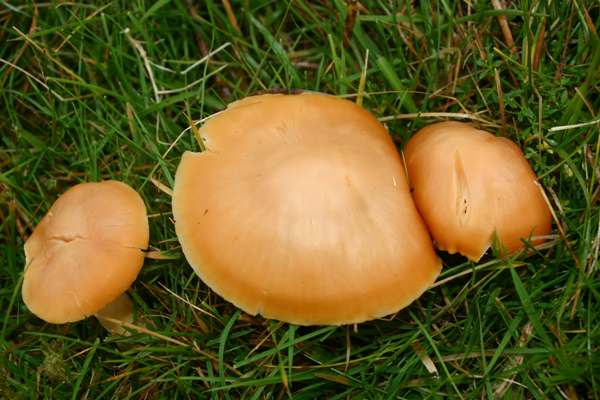 A group of Meadow Waxcaps