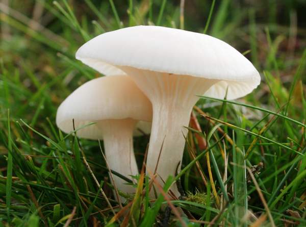 Pure white or pale ivory caps differentiate Cuphophyllus virgineus var. virgineus, the Snowy Waxcap, from other variants of the same species