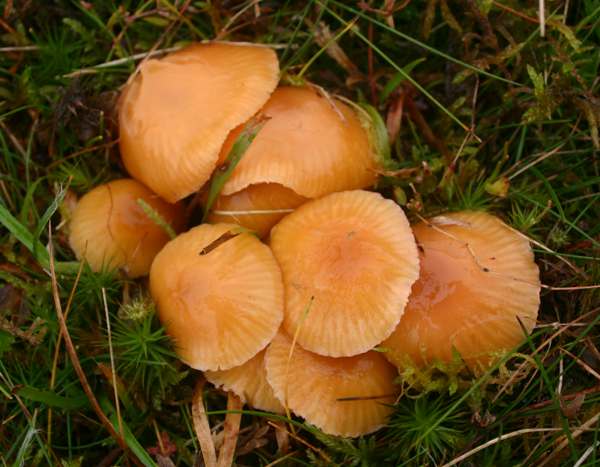  Heath Waxcaps often form tight groups with overlapping caps