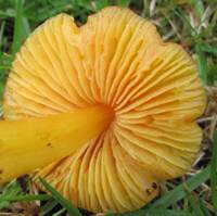 Gills of Hygrocybe acutoconica, the Persistent Waxcap