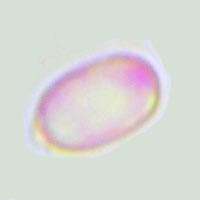 Hygrocybe aurantiosplendens spores