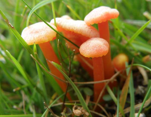 Hygrocybe cantharellus - Goblet Waxcap