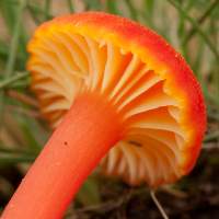 Gills and stem of Hygrocybe cantharellus