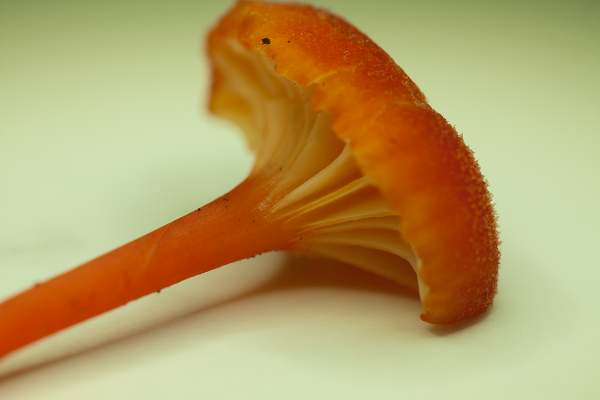 Hygrocybe cantharellus - Goblet Waxcap, closeup picture of cap, stem and gills