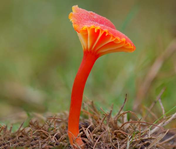Hygrocybe cantharellus - Goblet Waxcap, southern England