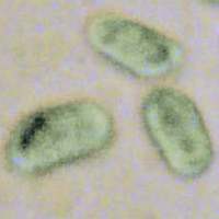 Hygrocybe ceracea spores