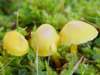 Hygrocybe ceracea, Butter Waxcap