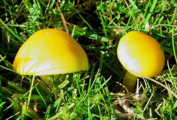 Hygrocybe ceracea - Butter Waxcap, Waun Las National Nature Reserve