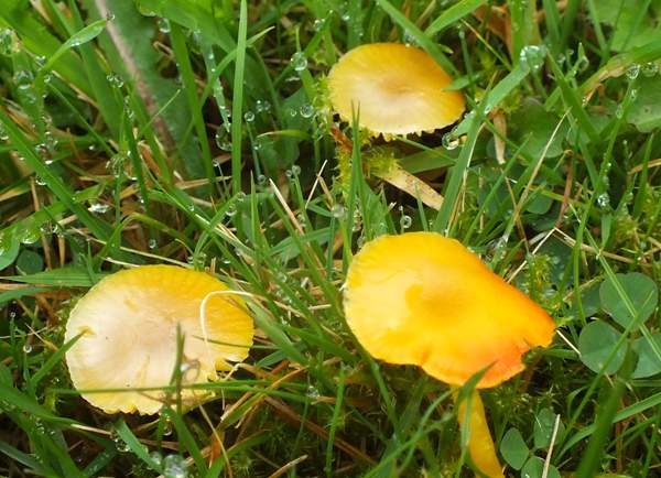 Hygrocybe ceracea, Butter Waxcap, south Pembrokeshire