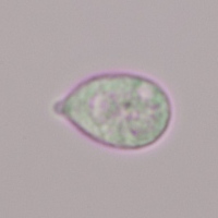 Spores of Hygrocybe chlorophana