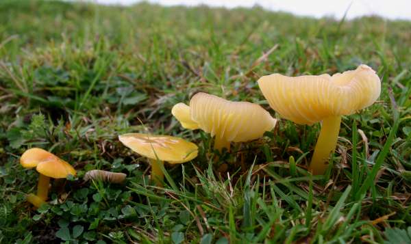 Hygrocybe chlorophana, Golden Waxcap mushroom