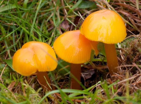 Closely packed group of Hygrocybe chlorophana