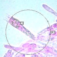 Basidia of Hygrocybe coccinea
