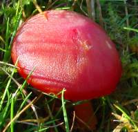 Cap and stem of Hygrocybe coccinea