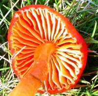 Gills and stem of Hygrocybe coccinea