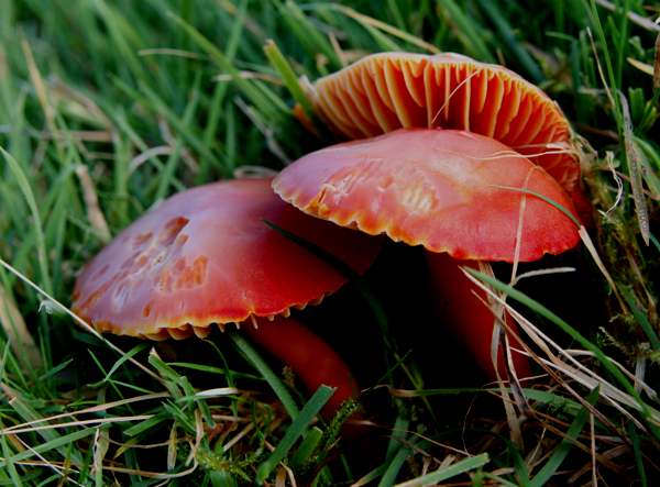 Hygrocybe coccinea - Scarlet Waxcap, fresh young specimens