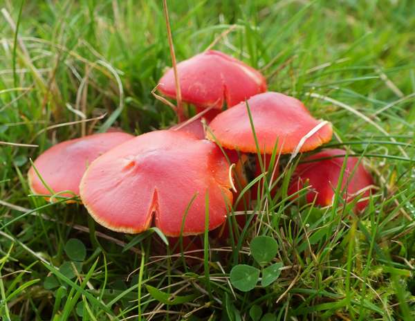 Hygrocybe coccinea, southern England
