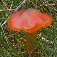 Young example of Hygrocybe conica - Blackening Waxcap