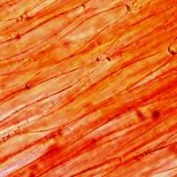 Hygrocybe glutinipes - structure of gill trama (gill tissue)